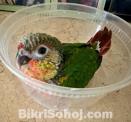 Green Cheek Conure Baby